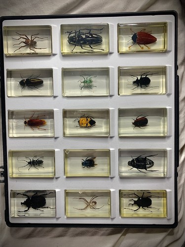Selection real insects - selection,