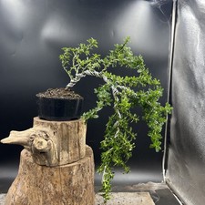  Ceanothus Blue bonsai tree