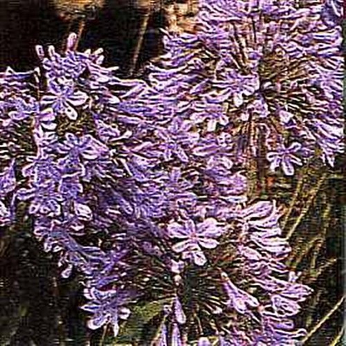 Agapanthus africanus queen - agapanthus,