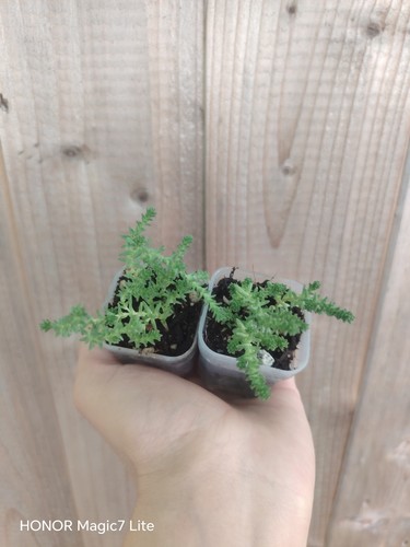 Sedum sexangulare plant - sedum, rooted