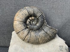 Rare Fossil Ammonite Lytoceras