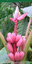 Musa velutina pink hardy