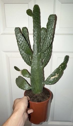 Large cowboy cactus - large, prickly
