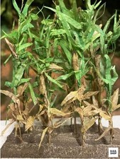 1/35 Corn Seedling Set Jf109B