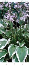 Hosta Antioch, 10cm Divided Clump