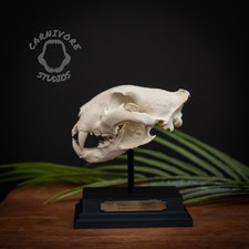 Siberian Tiger Skull Replica