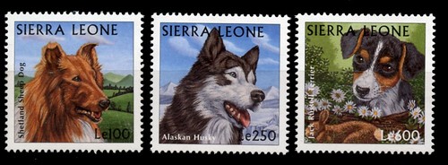 Shetland sheepdog alaskan - sheepdog,