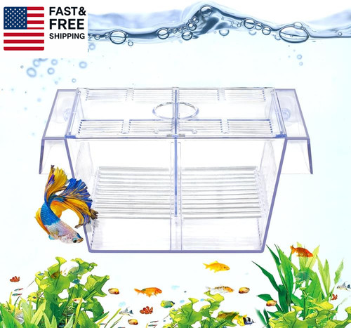Fish breeding box aquarium - fish,