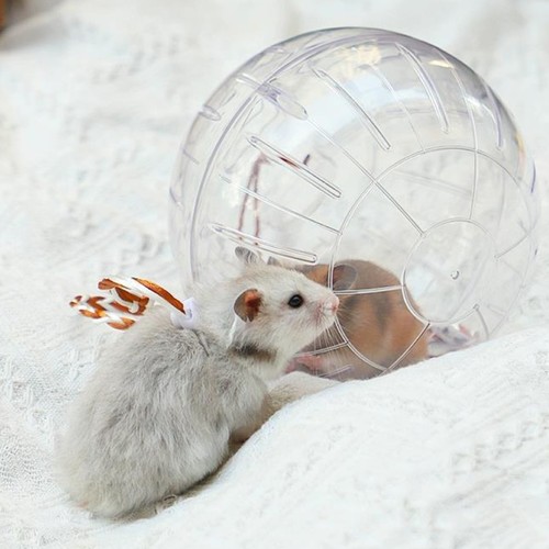Clear hamster ball secure and - hamster,