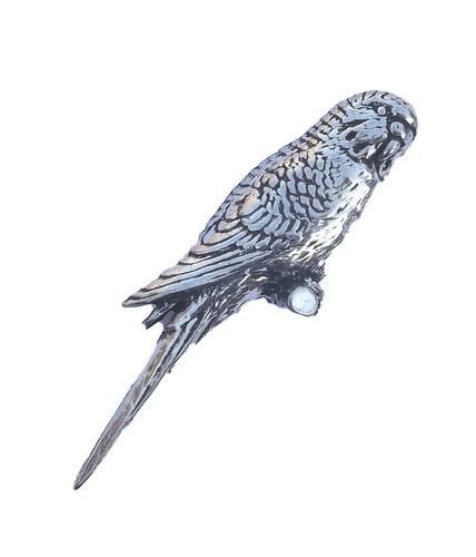 Budgie budgerigar canary - budgerigar,