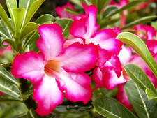 ADENIUM, OBESUM DESERT ROSE 