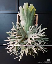 Platycerium Willinckii 'Jade