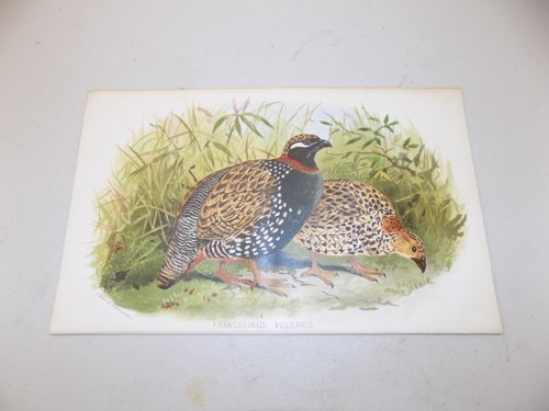 1880 antique game bird - game, print