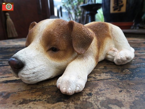 Sleeping jack russell puppy - jack,