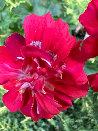 Pelargonium lia traviata - pelargonium, la