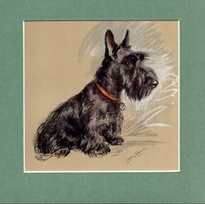 Lucy Dawson  ~ Scottish