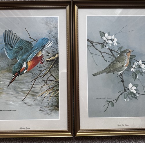 Basil ede kingfisher robin - kingfisher, &