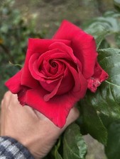 2 X Red Colour Rose Tree Plant Unrooted Hardwood Cuttings