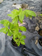 American Chestnut Tree In 1