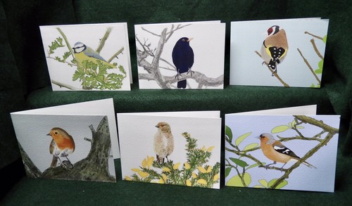 Misterbcards bird cards - misterbcards,