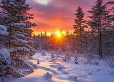 Winter Woodland Sunset