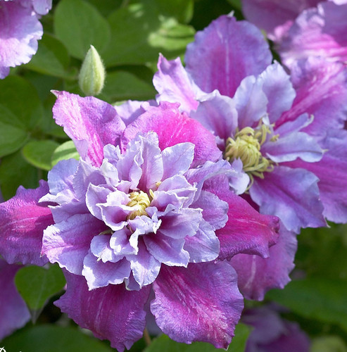 Clematis piilu 9cm pot - in,