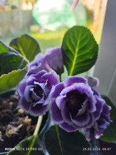Gloxinia 1 Fresh Leaf