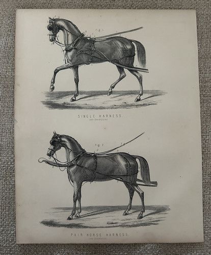 Single pair horse - pair, harness