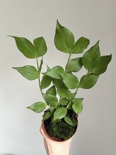 Hoya Polyneura Trailing