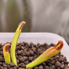 Heliamphora Neblinae Avispa