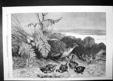 Original Old Antique Print Hen