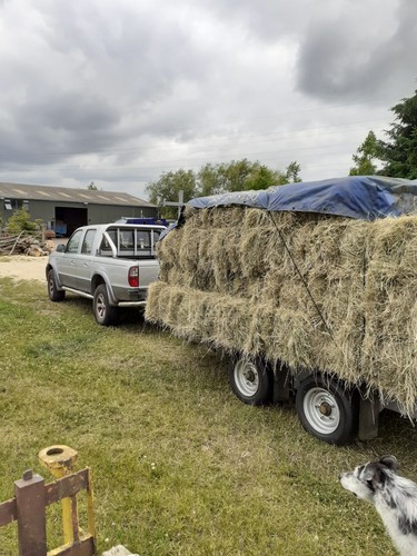 Hay for sale small square - hay,