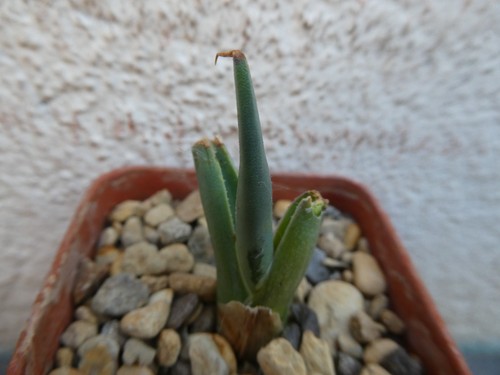 Agave utahensis shown - utahensis, 5cm