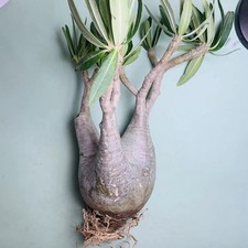 Sale Rare Cacti SucculentLive Pachypodium ssp. gracilius WYSIWYG Boutique Decor