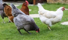 6  Chicken Eggs, Mixed Breeds