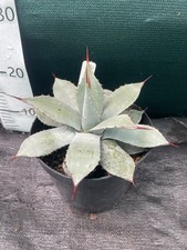 Agave parryi sp. parryi 3