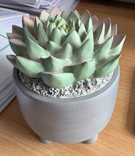 NEXT NEW CACTUS TRICKET BOWL / JAR. H12CM, W10CM.