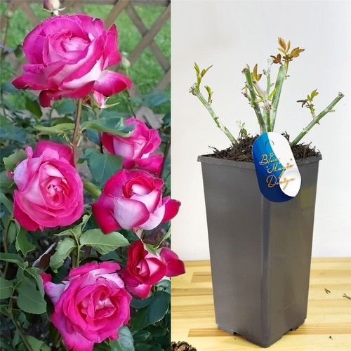 English bush rose flower - english,