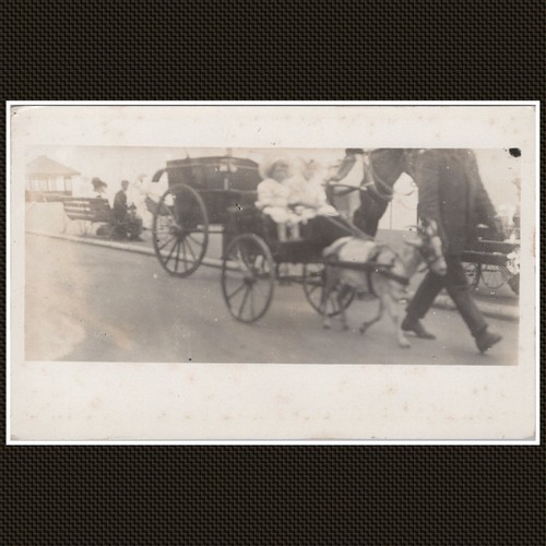 Donkey cart with - donkey,