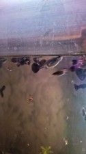 Black guppy fries - black,