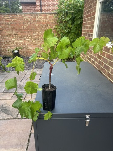 Crimson seedless grape vines - crimson,