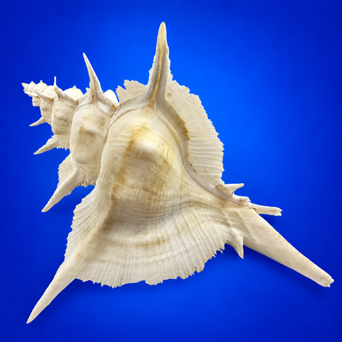 Murex alabaster 150 - mm, giant