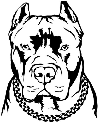 Large pit bull dog - dog, head
