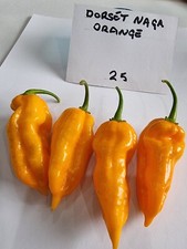 DORSET NAGA ORANGE CHILLI