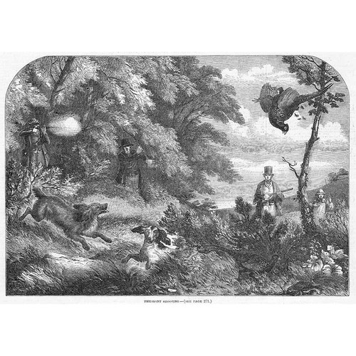 Pheasant shooting scene - shooting,