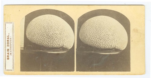 G2557 brain coral mystery - g2557~,
