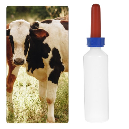 Calf nursing feeder animal - calf,