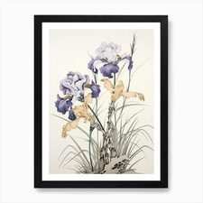 Ayame Japanese Iris 2 Vintage