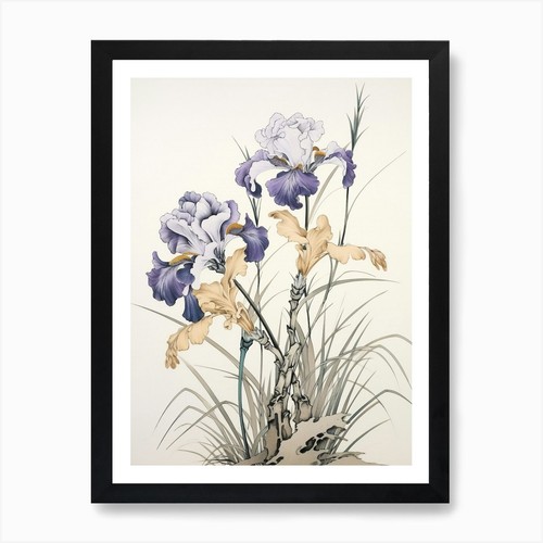 Ayame japanese iris - iris, 2