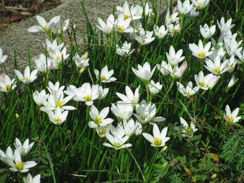White rain lily - rain, zephrantes